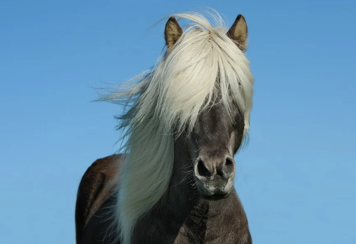 Pony's health