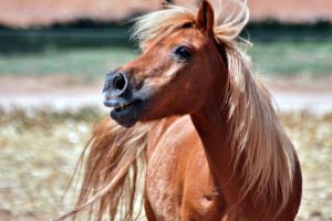 tips to take care of pony