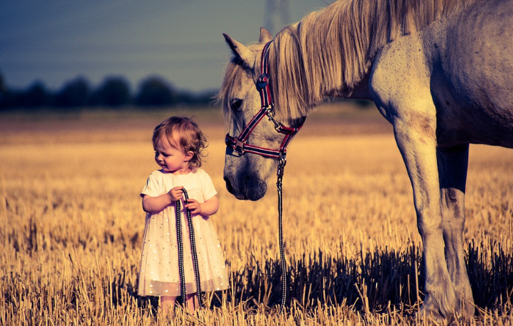 Pony Horse ftd